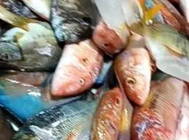 isda