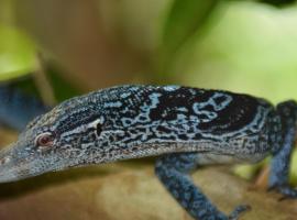 Raja Ampat Herping, hotel i Sageurin