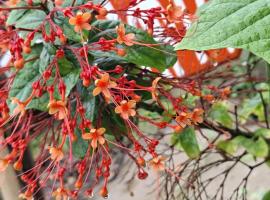 Blue Moon Bungalow, camping em Ko Bu Bu