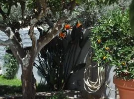 The BloomYard