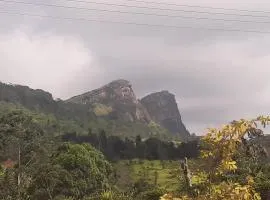 Pekoe Paradise