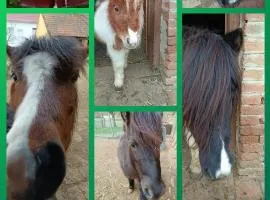 Póni Kuckó Vendégház és Minifarm