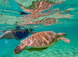 Nado con tortugas marinas en akumal