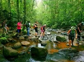 The Rain Forest