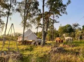Glamping med alpackor