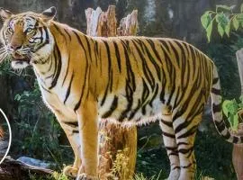 Ranthambore safari booking