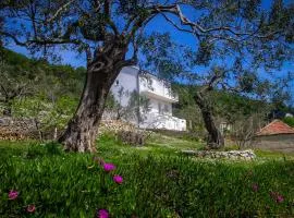 Apartments Frano Ropa