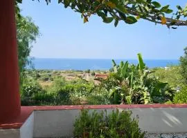 Terranova