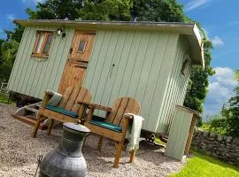 Sycamore Shepherd's Hut