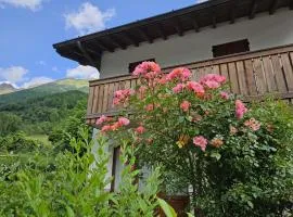 Stella Alpina