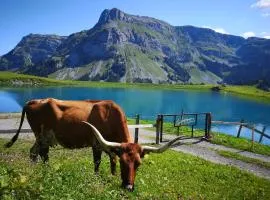 Alpwirtschaft Waldi-Ranch