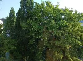 Ruhiges Appartment am Stadtpark