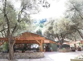 Alivi Di A Restonica