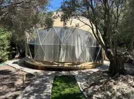 Olive Domes