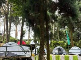 Delo pine nest campsite