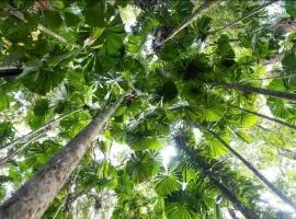 DAINTREE RAINFOREST stay