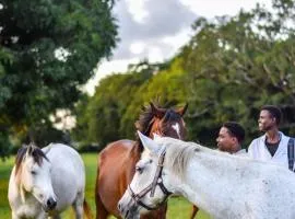 Galloping Adventures