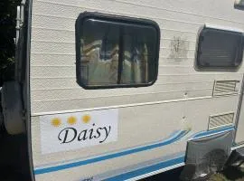 Daisy