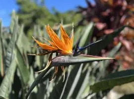 Notre Z'oiseau de Paradis