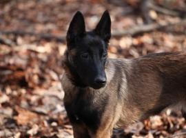 Hill Cottage, hotel v destinaci Équemauville