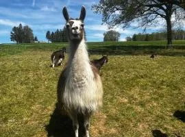 La Ferme des Lamas Dordogne