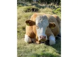 Holiday apartment Haus Frank