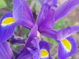 Iris Sabunike