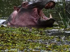 The falls hippo point