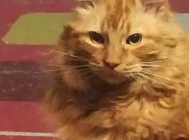 Hostal del Gato valparaiso