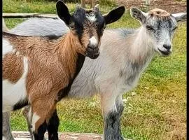 Bêêêêl campagne - Immersion authentique avec les chèvres