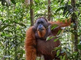 Dendi guest house & Orangutan Explore Book trekking with us