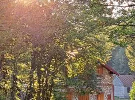 VD Forest villa