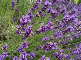 Domek Lawendowy Gościniec, hotel em Białogóra