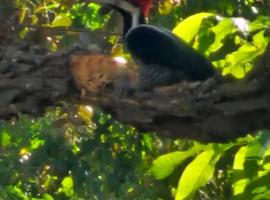 Chacara do Tche, hotel a Planaltina