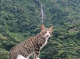 Hostal the Cats