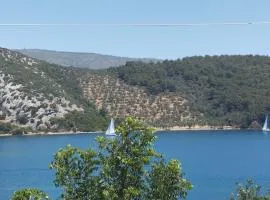 Pansofia
