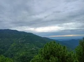 Palm Tree Paradise Kasauli !!