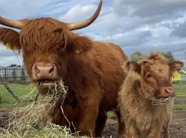 Kaszuby, agroturystyka z alpakami- pokój z łazienką