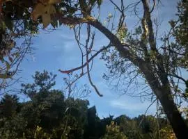 Bosque Encantado Story