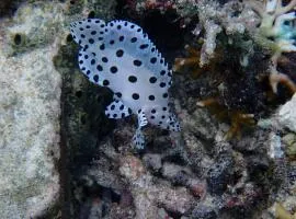Bruno Raja Ampat Homestay
