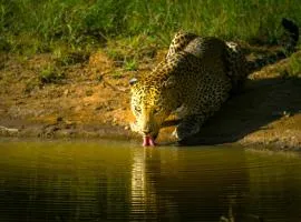 Bird Nest Yala Safari Guest House