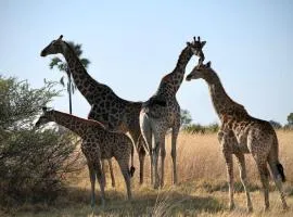 Ndlovu 41 inside the Dinokeng Big 5 Game Reserve