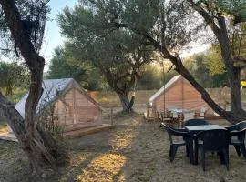 Bonaparte camp
