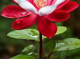 Sweet Home Lodge, hotelli kohteessa Jāmb