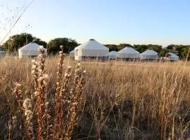 Johnny Yurts - The Lavender