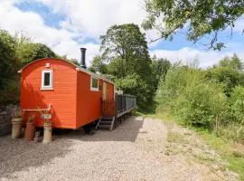 Red Kite at Wild Valley Huts