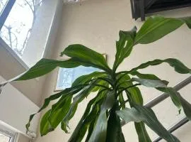 Mare Apartament