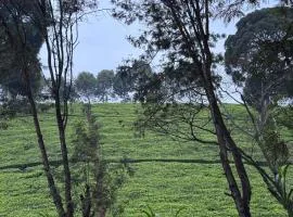 A little bit of heaven in TIGONi