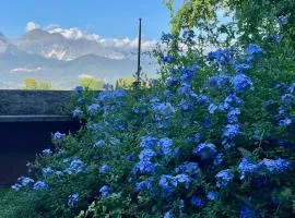 plumbago blue