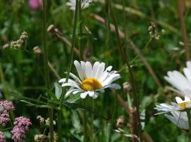 Chesa Arnica A5